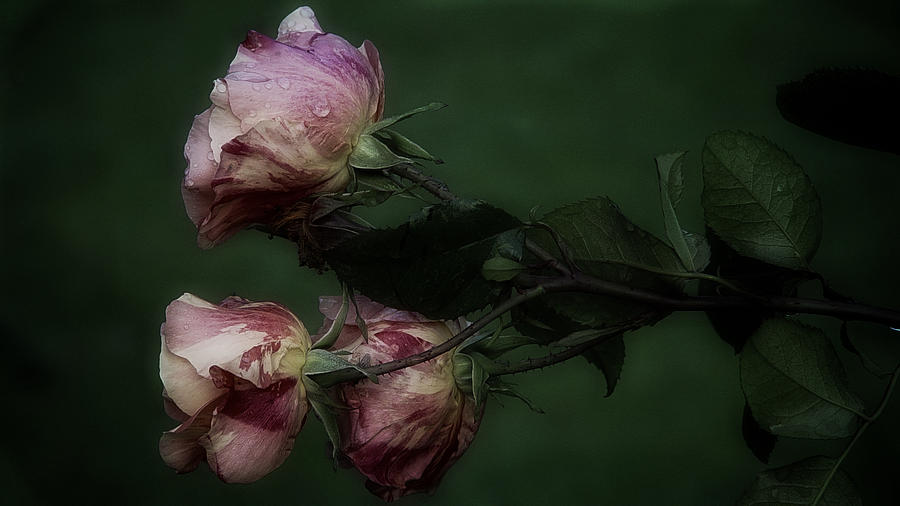 Three Romantic Roses Photograph by Richard Cummings