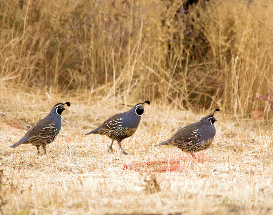 Three rooster quail Photograph by Jeff Swan