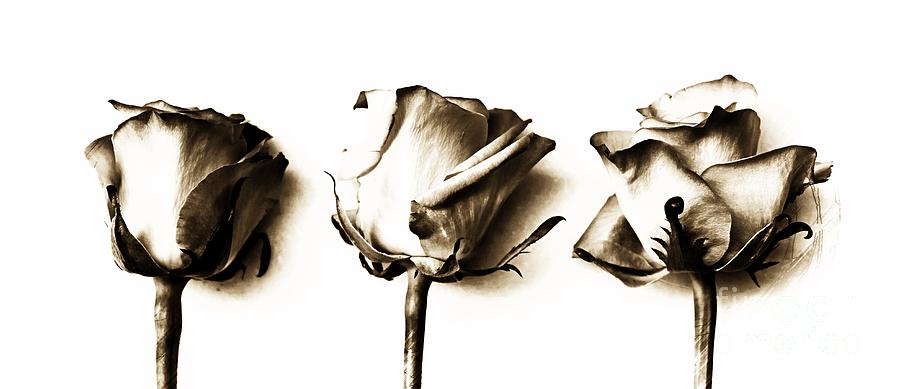 Three Roses Photograph by Clare Bevan