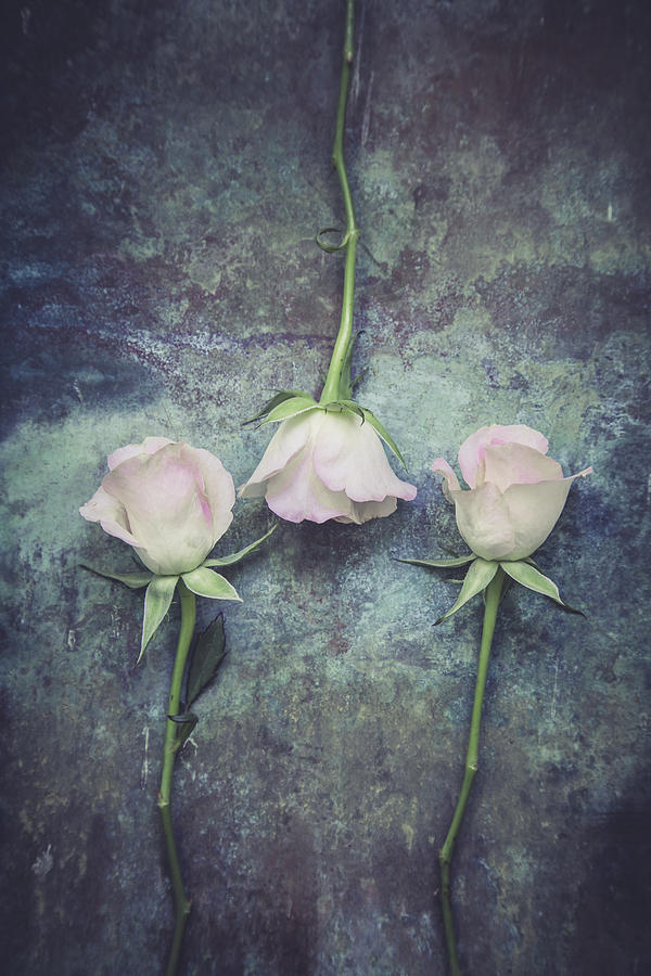 Three Roses Photograph by Maria Heyens