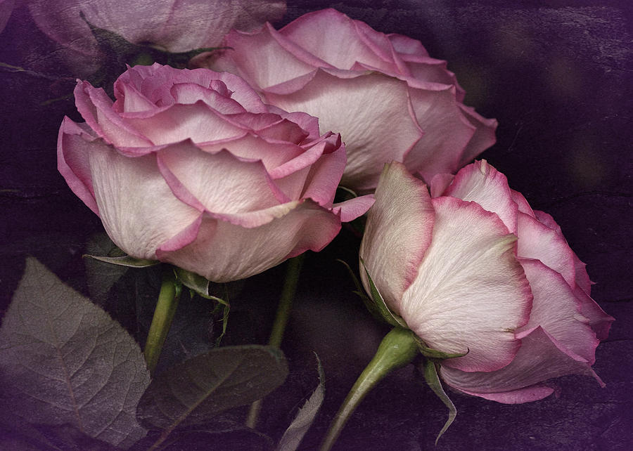 Rose Photograph - Three Roses by Richard Cummings