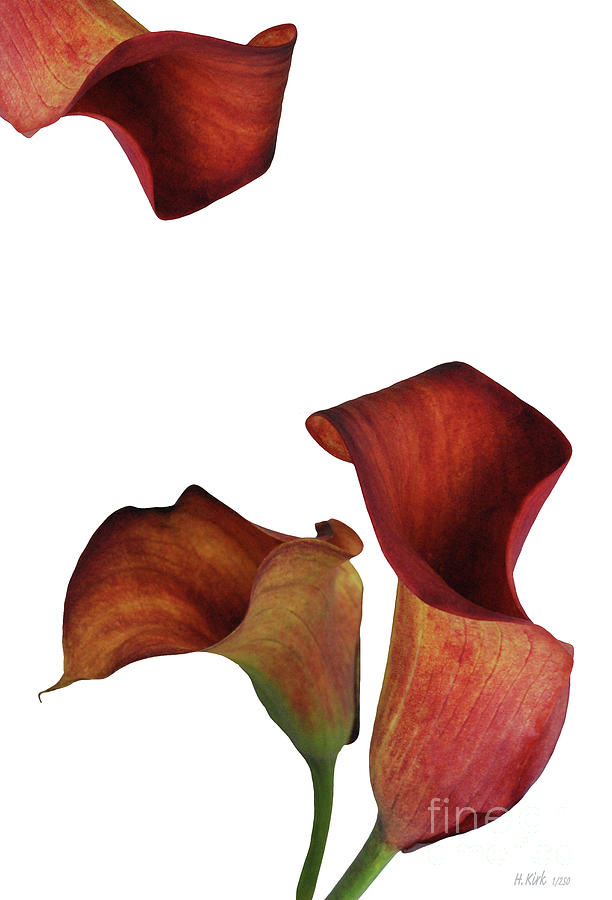 Three Rust Calla Lilies Photograph by Heather Kirk