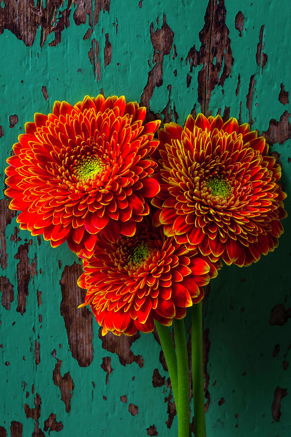 Three Rustic Mums Photograph by Garry Gay
