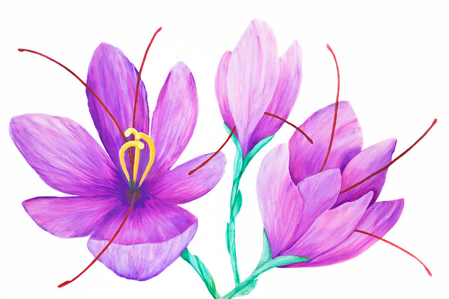 saffron flower painting