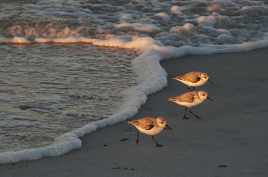 Three Sanderlings at Sunset Photograph by Mitch Spence