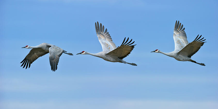 Three Sandhill Cranes leaving for the fields Photograph by Gary Langley