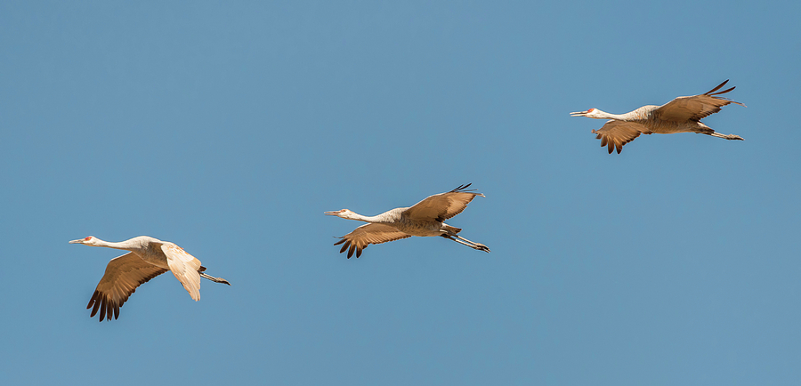 Three Sandhill Cranes Photograph by Loree Johnson