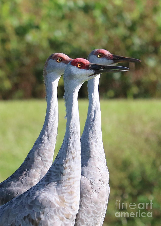 Three Sandhill Cranes on Alert Photograph by Carol Groenen