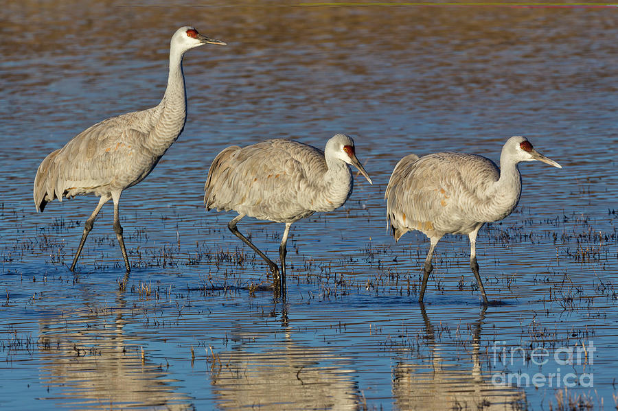 Three Sandhill Cranes Photograph by Yva Momatiuk John Eastcott
