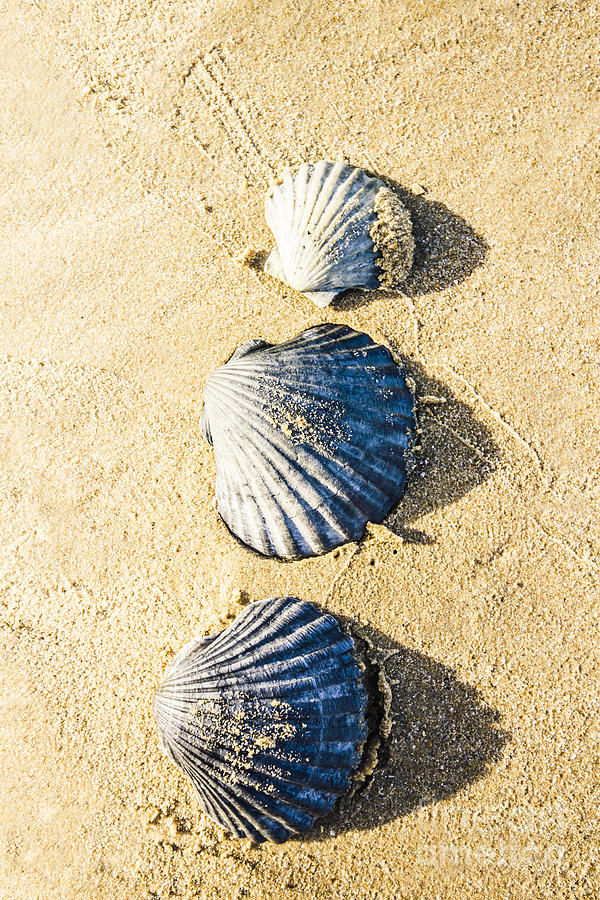 Three scallop shells Photograph by Jorgo Photography