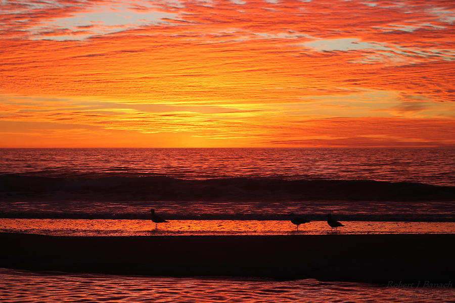 Three Seagulls At Sunrise Photograph by Robert Banach