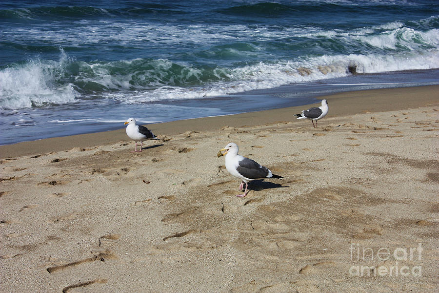 Three Seagulls by the Seashore Photograph by Carol Groenen