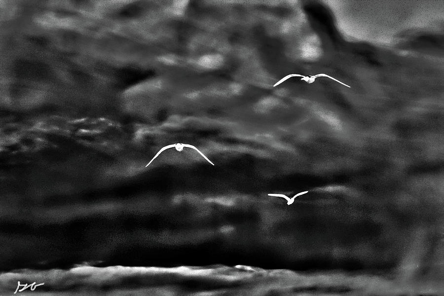 Three Seagulls Photograph by Gina OBrien