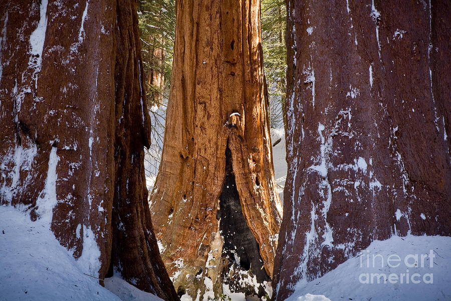 Three Sequoias Photograph by Susan Cole Kelly