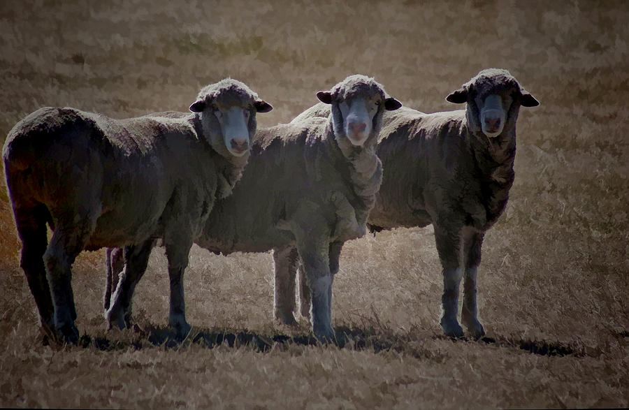 Sheep Photograph - Three Sheep Blend by Douglas Barnard