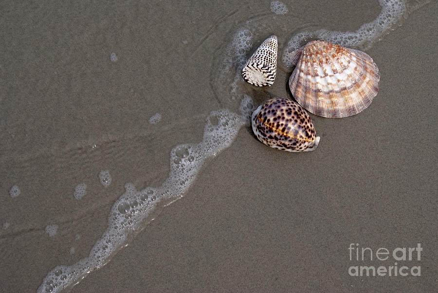 Three shell seashell Photograph by Anthony Totah