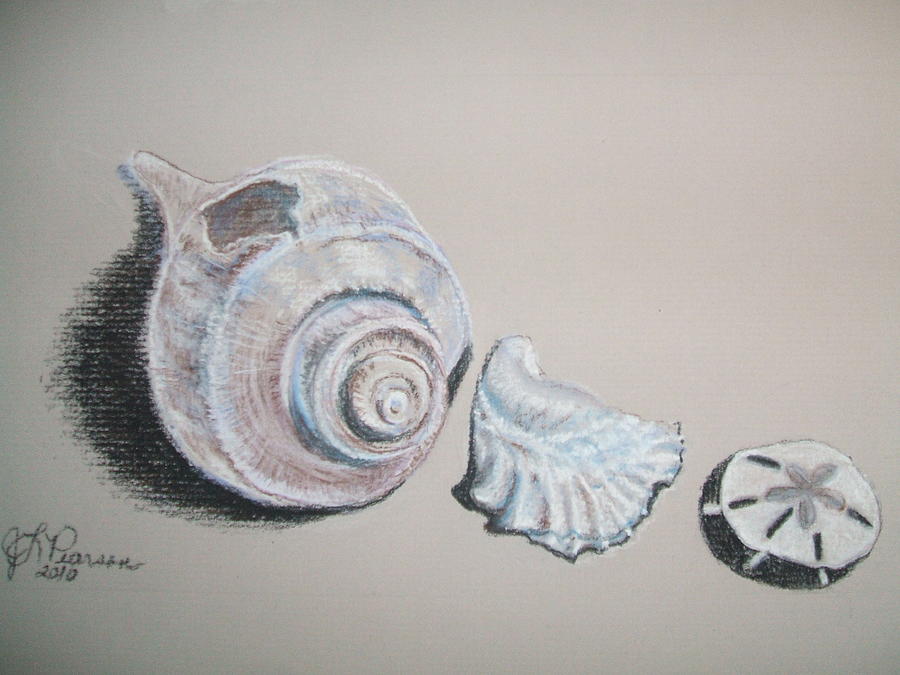 Three Shells Pastel by Judy Pearson - Fine Art America