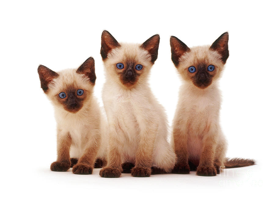 Three Siamese Kittens Photograph by Jane Burton