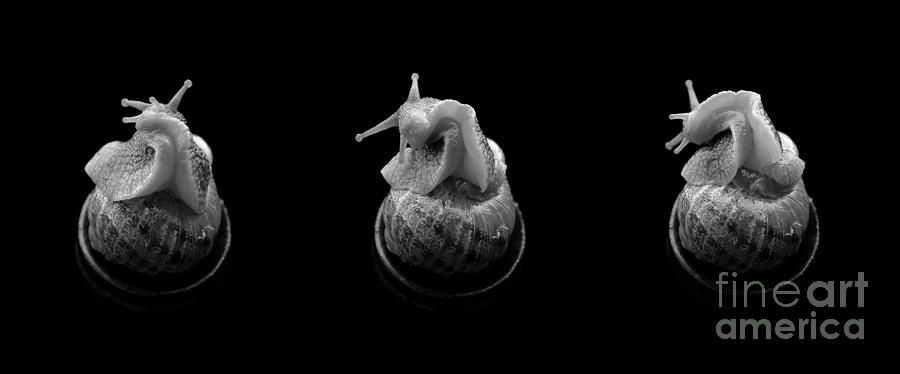 Three snails Photograph by Clayton Bastiani