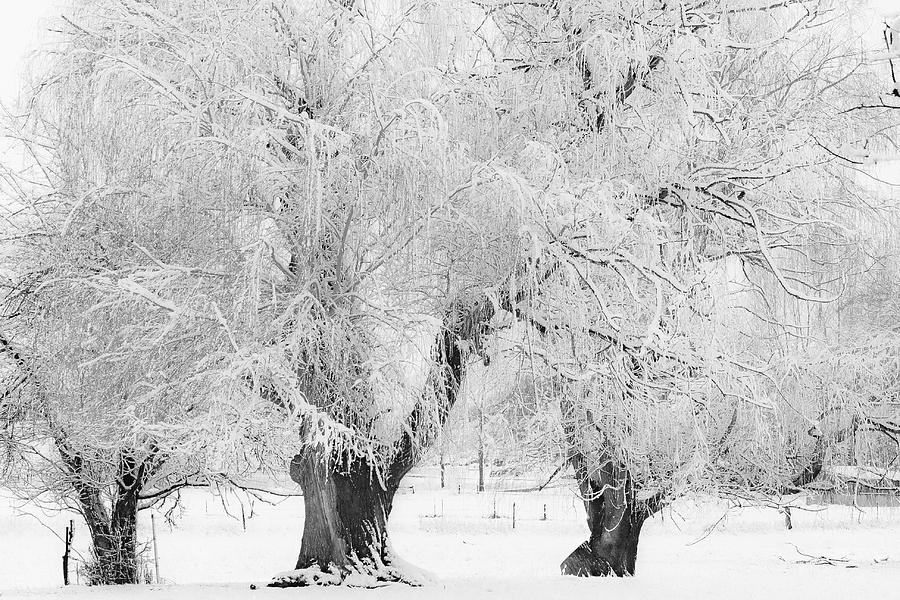 Tree Photograph - Three Snow Frosted Trees in Black and White by James BO Insogna