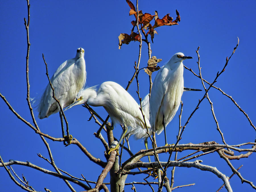 Three Snowy Egrets Photograph by Helaine Cummins
