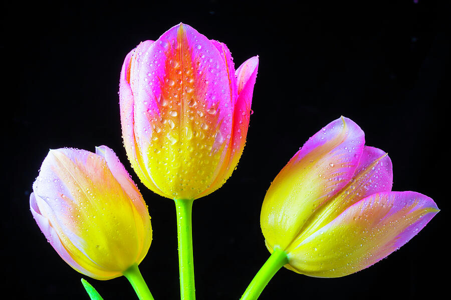 Garden Photograph - Three Special Tulips by Garry Gay