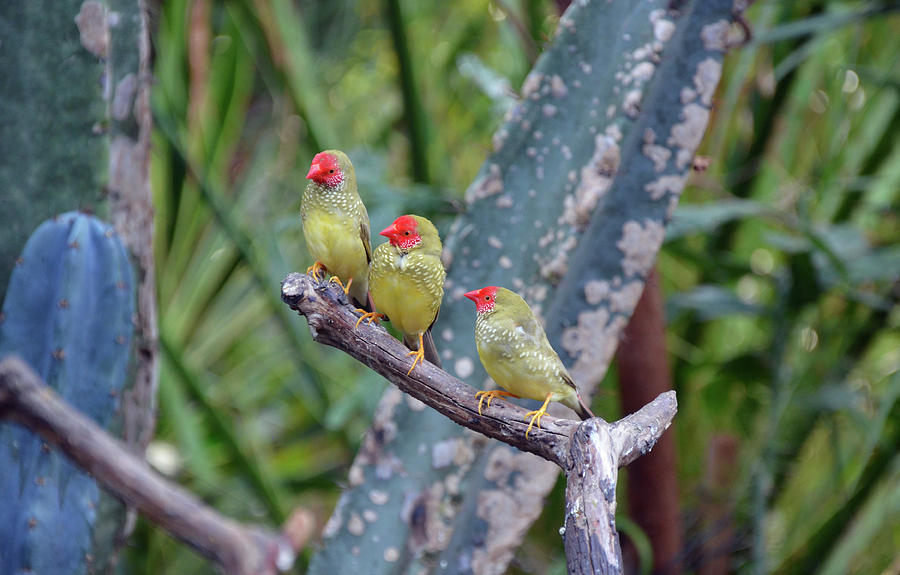 Finch Photograph - Three Star finches  by Ingrid Perlstrom