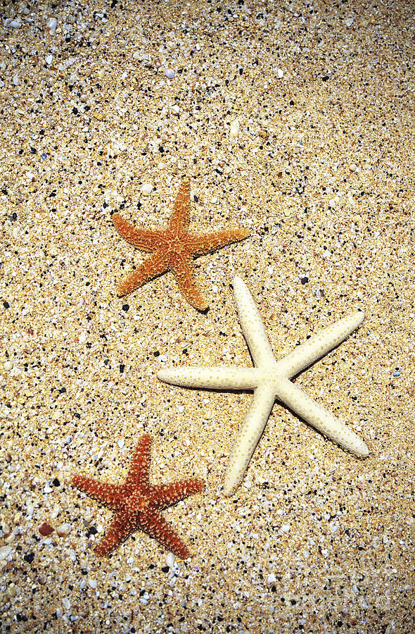 Three Starfish on Sand Photograph by Kyle Rothenborg - Printscapes