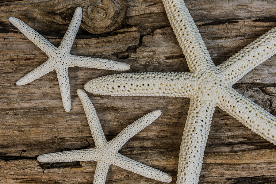 Three Starfish by Randy Walton Three Starfish by Randy Walton