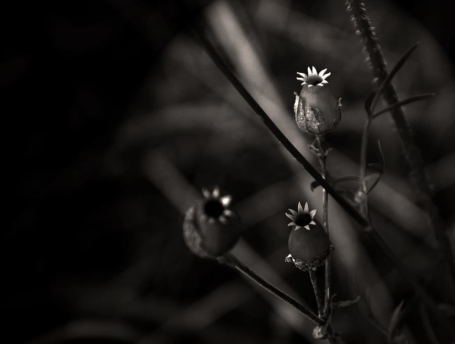 Flower Photograph - Three stars by Damijana Cermelj