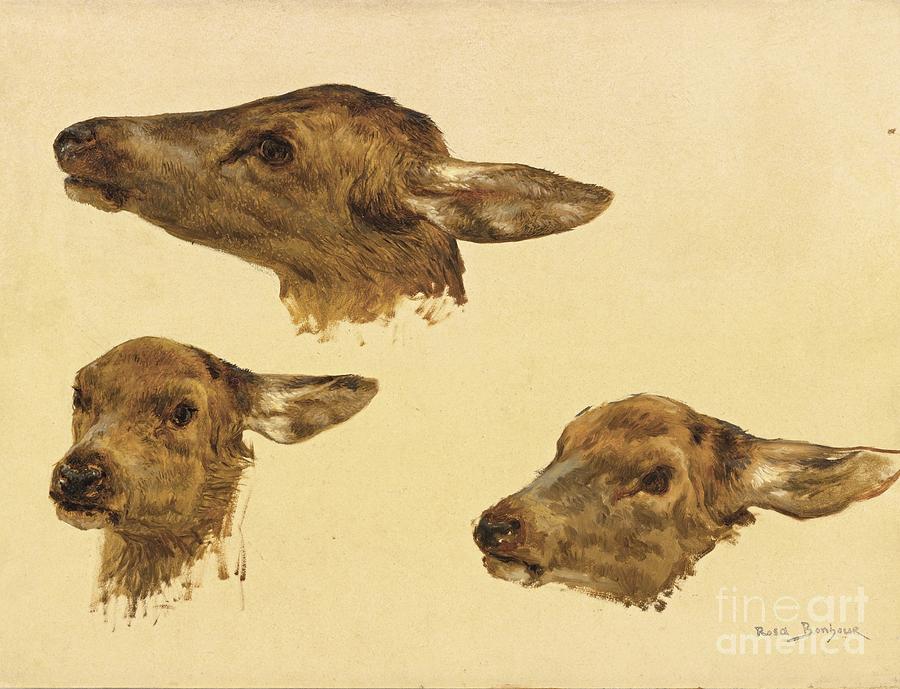 Three Studies Of A Doe Head Painting by MotionAge Designs