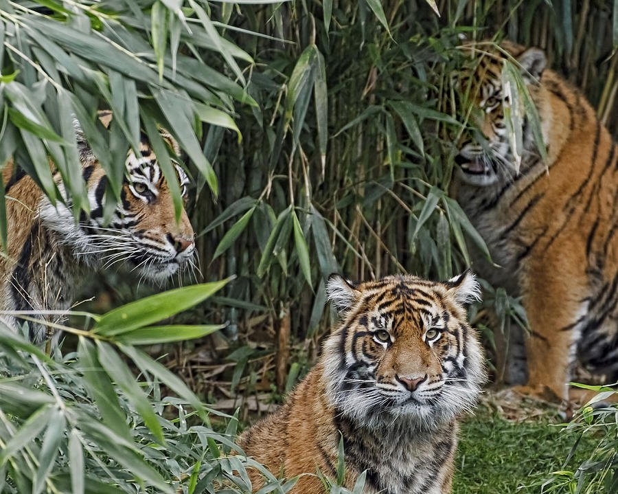 Three Sumatran Tigers Photograph by Wes and Dotty Weber