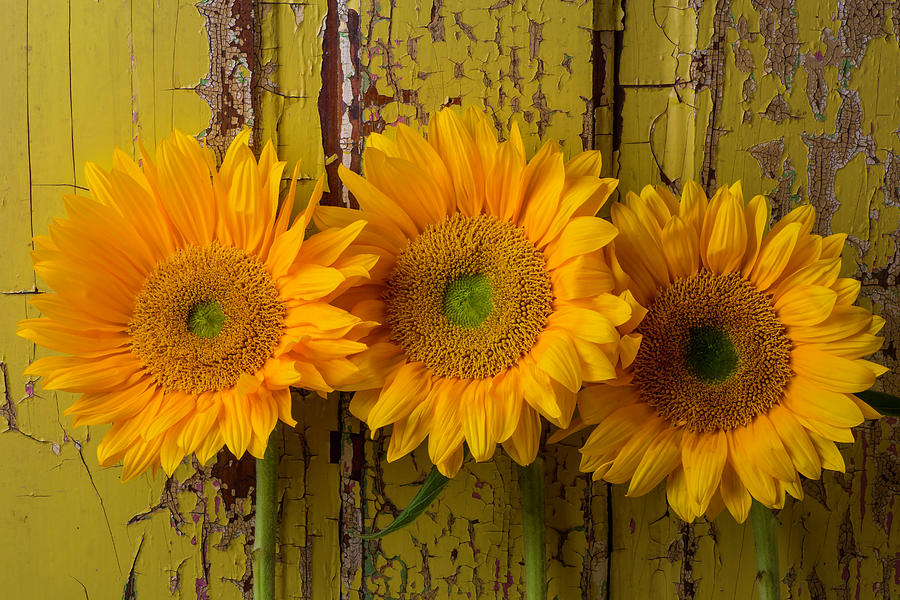 Three Sunflowers Against Old Wall Photograph by Garry Gay