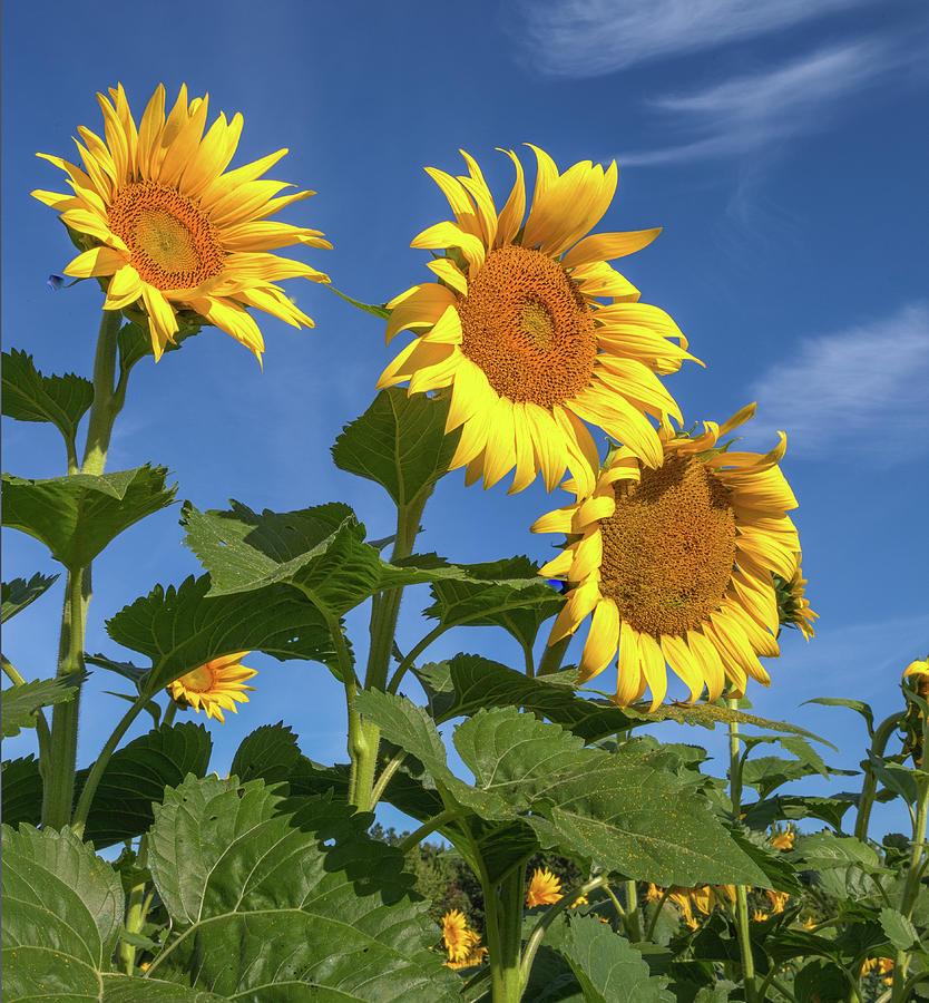 Three Sunflowers against the Blue Photograph by Lon Dittrick - Fine Art ...