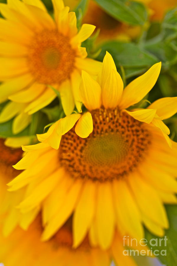 Three Sunflowers Photograph by Nadine Rippelmeyer