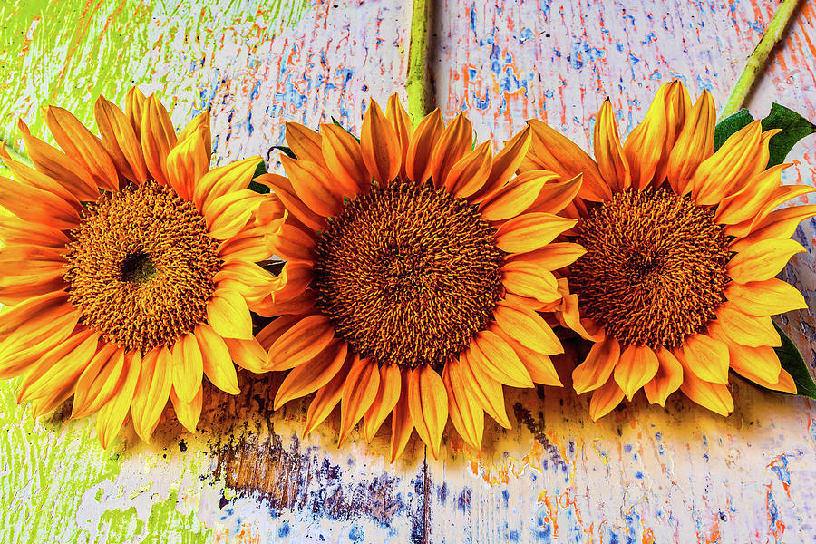 Three Sunflowers Still Life Photograph by Garry Gay