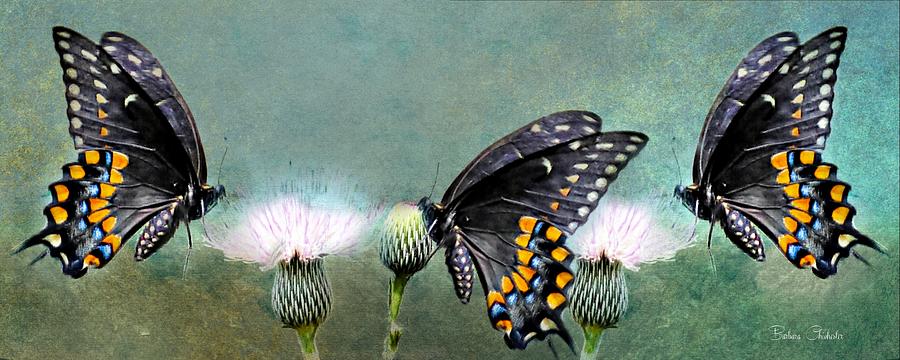 Three Swallowtail Butterflies Photograph by Barbara Chichester