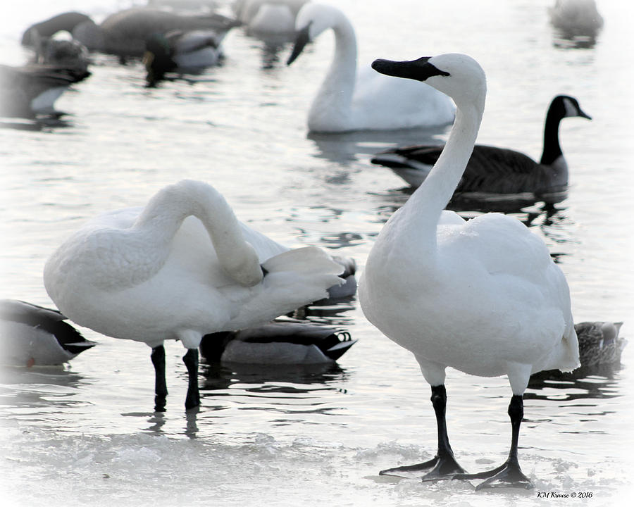 Three Swans A Swimming Photograph by Kathy M Krause