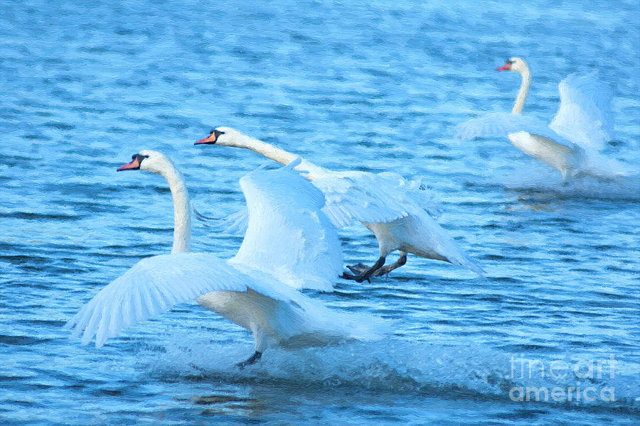 Three swans Photograph by Andrew Michael