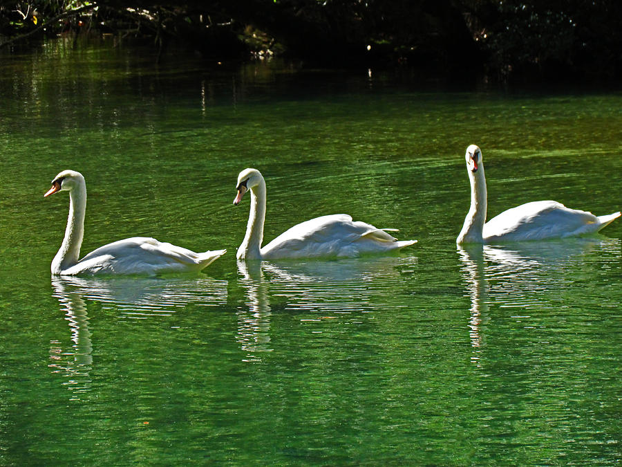 Three Swans Aswimming Photograph by Judy Wanamaker