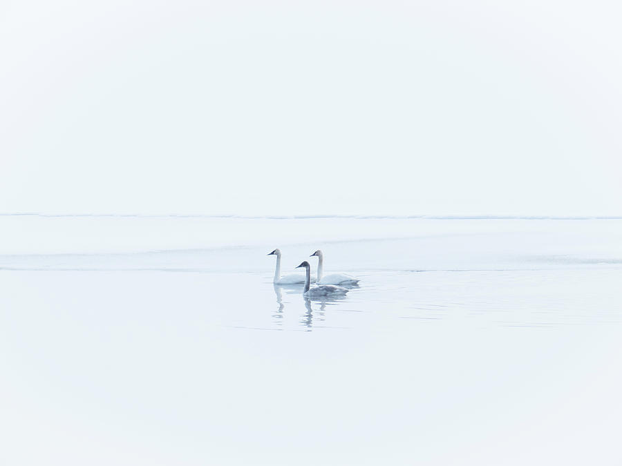 Three Swans High Key Photograph by Patti Deters