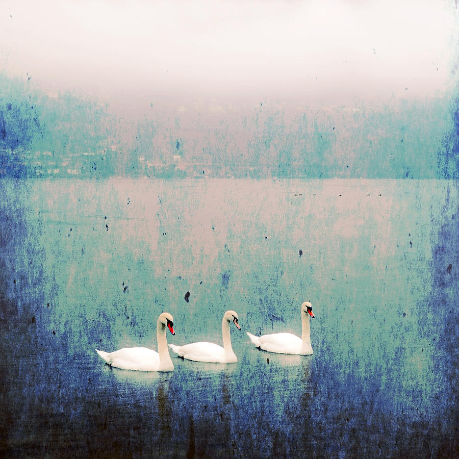 Swan Photograph - Three Swans by Joana Kruse