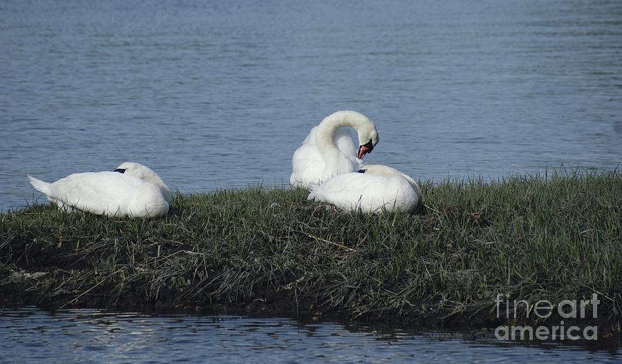 Three Swans Napping Photograph by Margie Avellino