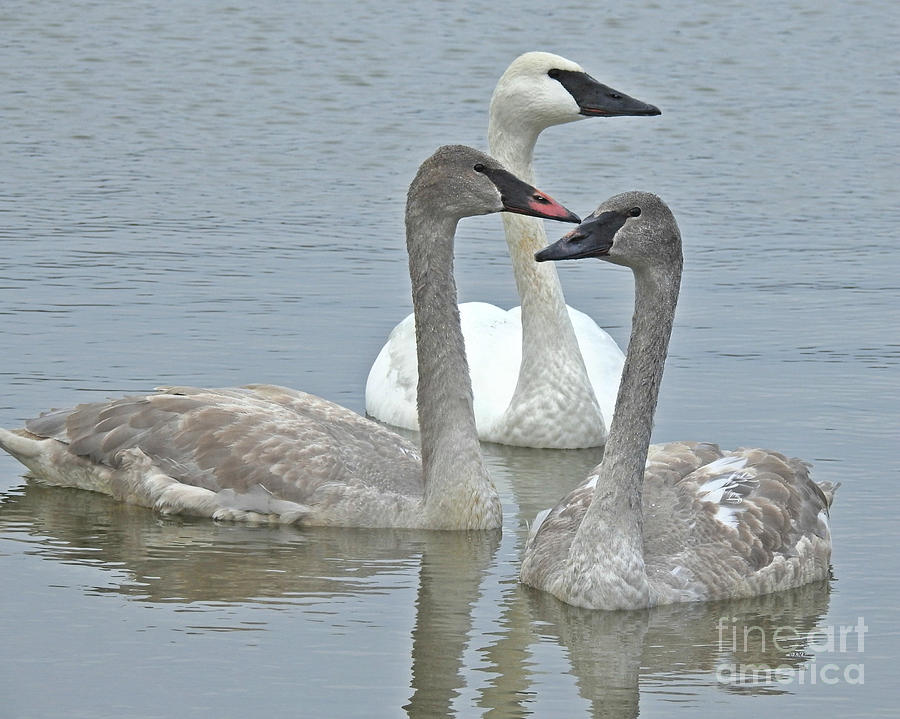 Three Swans Swimming Photograph by Kathy M Krause