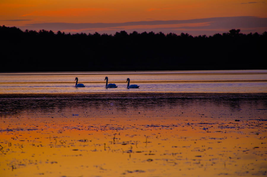 Sunset Photograph - Three Swans Swimming by Linda Howes