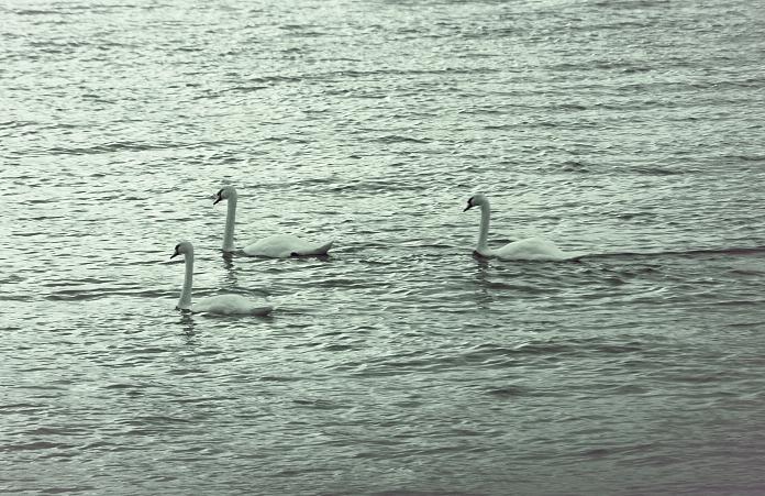 Three Swans Photograph by The Art Of Marilyn Ridoutt-Greene