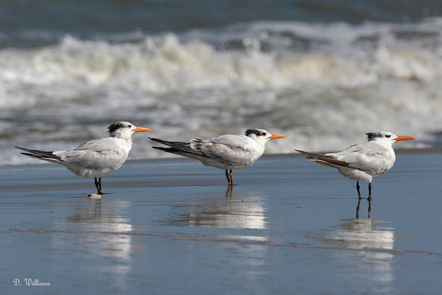 Three Terns Photograph by Dan Williams