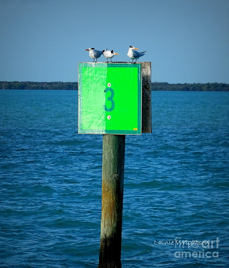 Three Terns On A Three Photograph by Lainie Wrightson