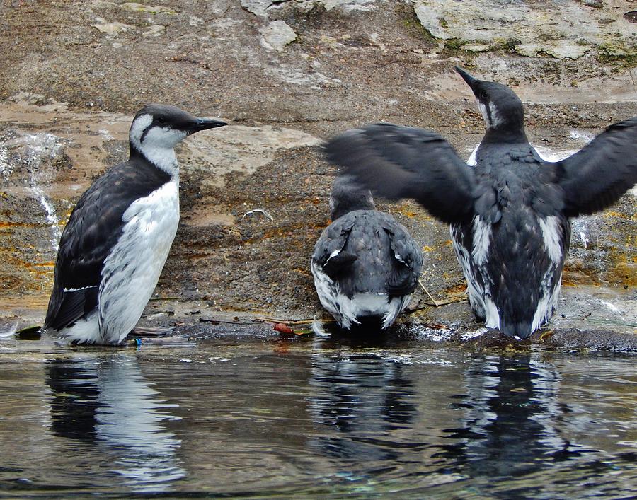 Three Thick-Billed Murres Photograph by VLee Watson
