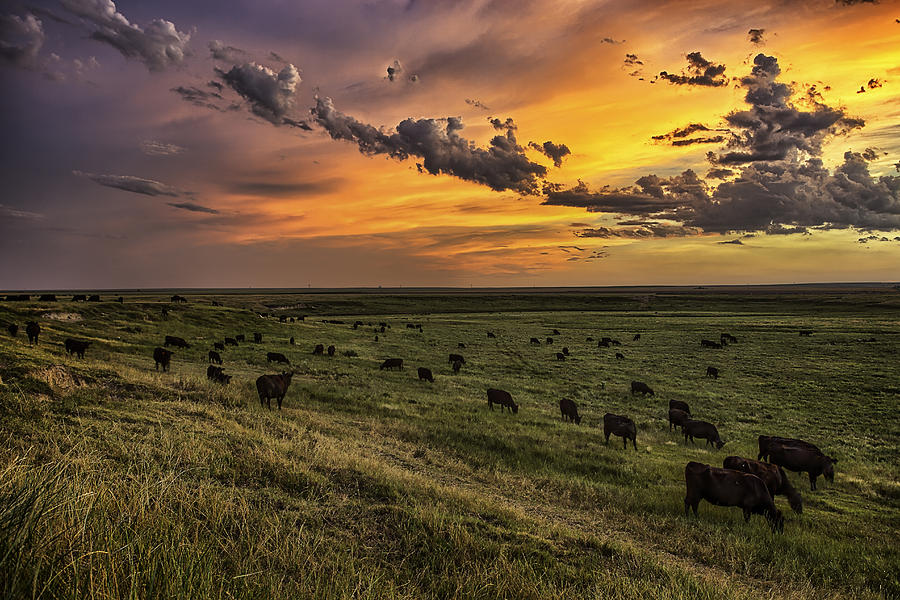 Ranch Photograph - Three by Thomas Zimmerman